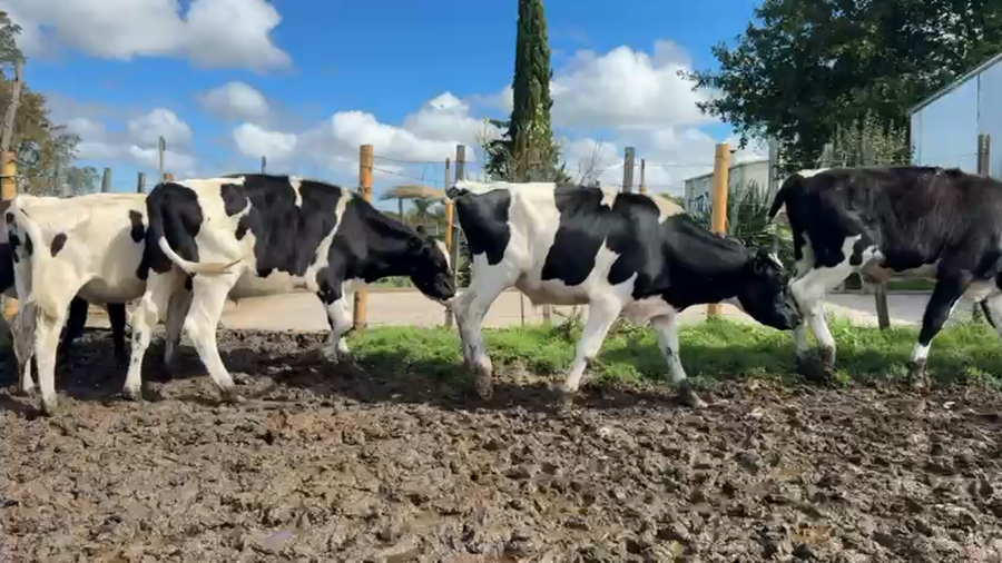 Lote NOVILLOS 1 a 2 AÑOS