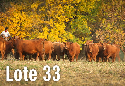 Lote 3 VAQUILLONAS PREÑADAS PURAS DE PEDIGREE