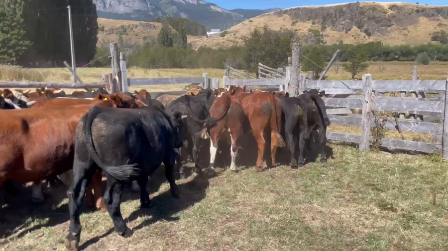 Lote 40 Novillo Engorda en Coyhaique, XI Región Aysén