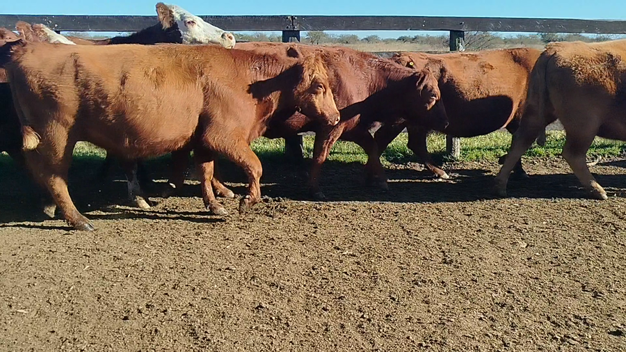 Lote 30 Vacas