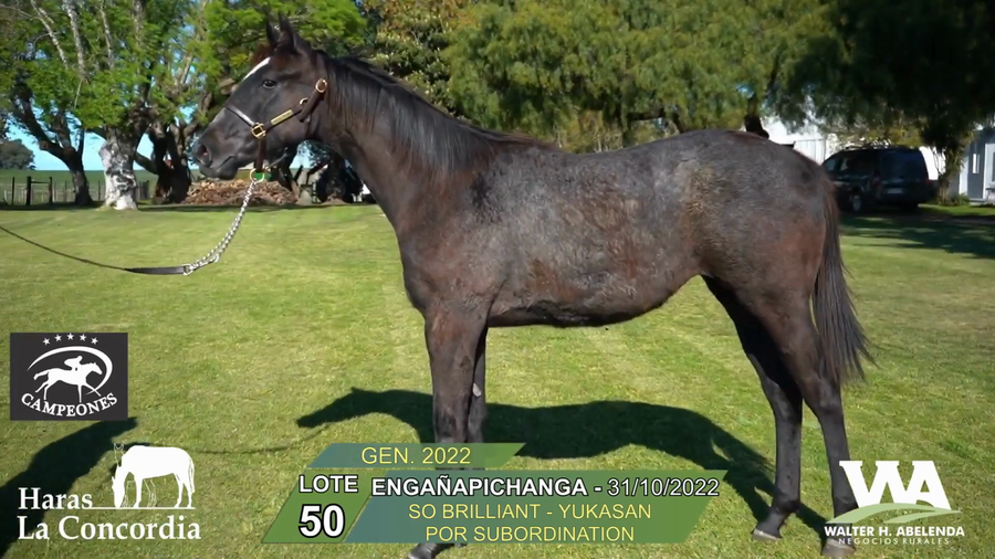 Lote ENGAÑAPICHANGA