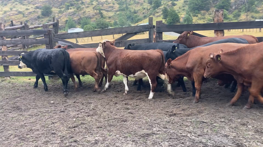 Imagen 2 del Lote Lote 22 Novillo Engorda en Chile Chico, XI Región Aysén