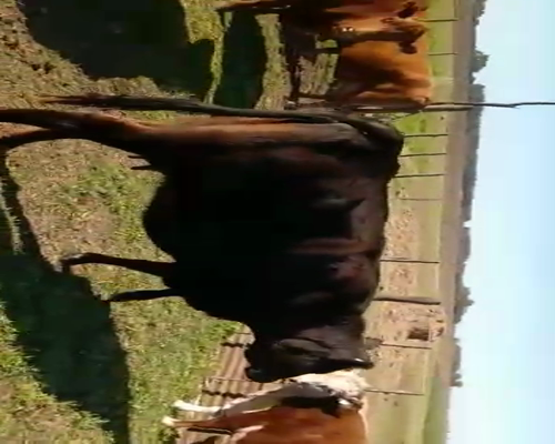 Lote 40 Vacas medio uso C/ cria en Buenos Aires, Chivilcoy