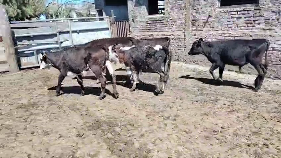 Lote 5 Terneros y Terneras a remate en Pantalla Camy, San José