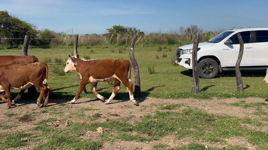 Lote 35 Terneros/as en Corrientes, Curuzu Cuatia