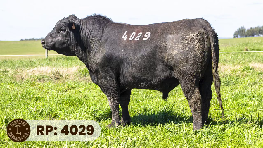 Lote RP 4029