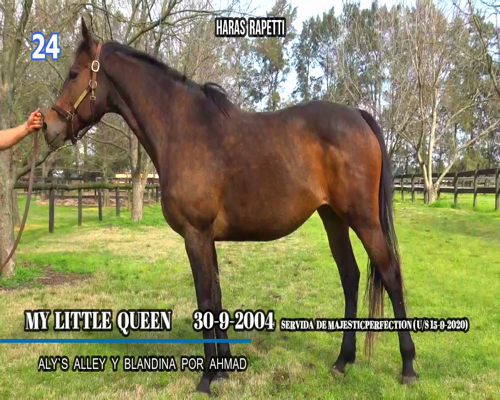 Lote MY LITTLE QUEEN