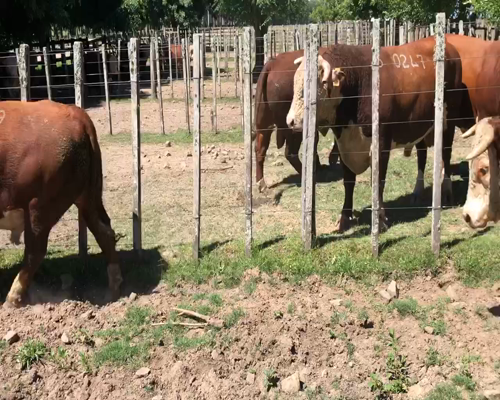 Lote 2 Toros en Cerro Largo, Cerro Largo