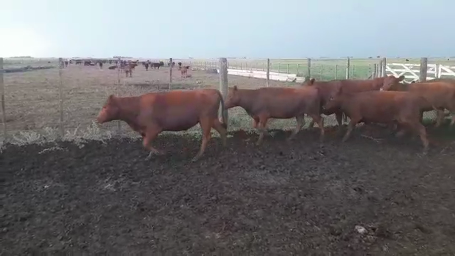 Lote 46 Vaquillonas P/ entorar en Benito Juárez, Buenos Aires