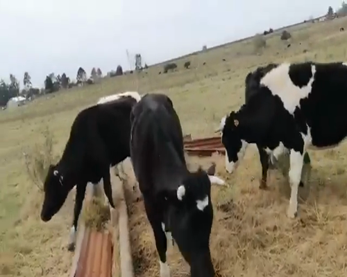 Lote 8 Novillos en Florida