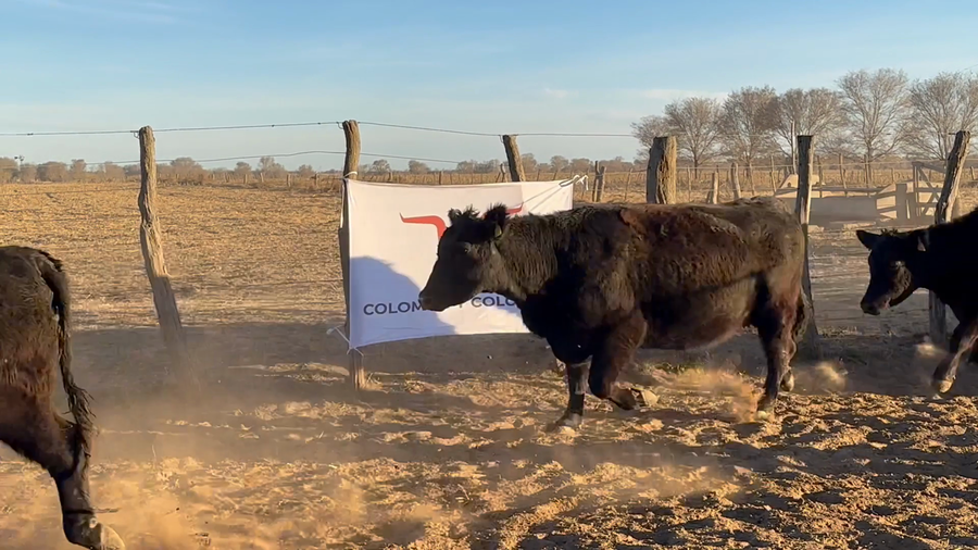 Lote Vacas generales parición primavera "cabaña El amanecer de Carlos Gaccio"