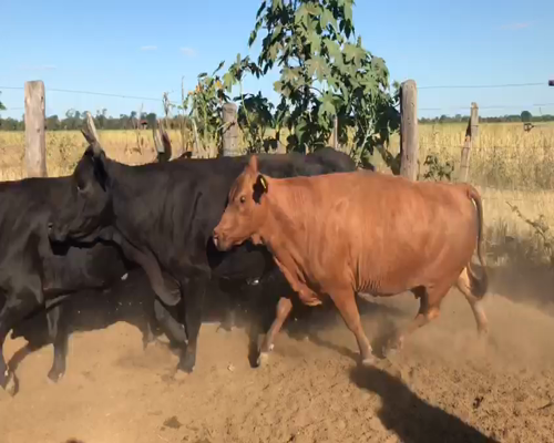 Lote 50 Vacas CUT  en Tres Isletas, Chaco