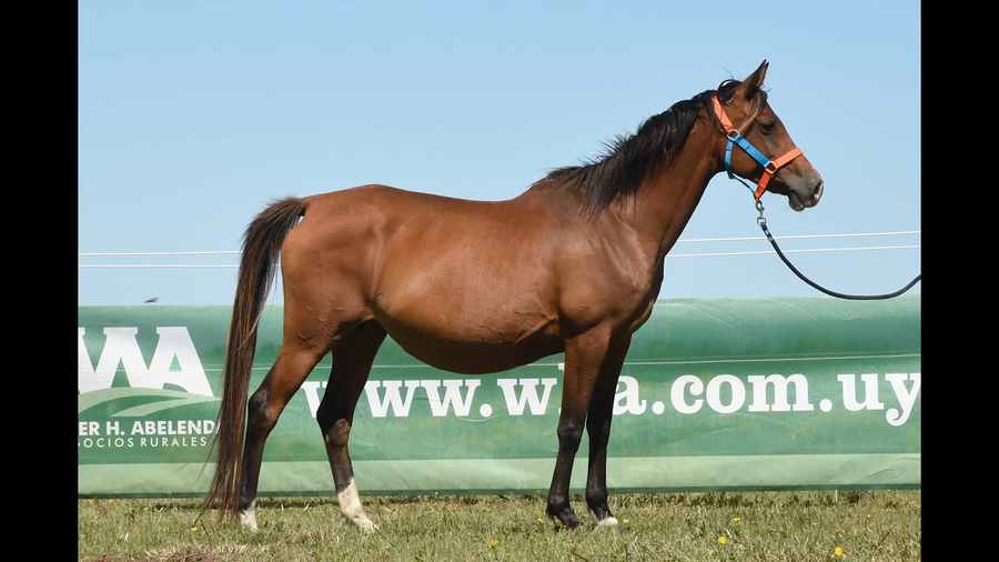 Lote ER PATRIA CENTINELLE