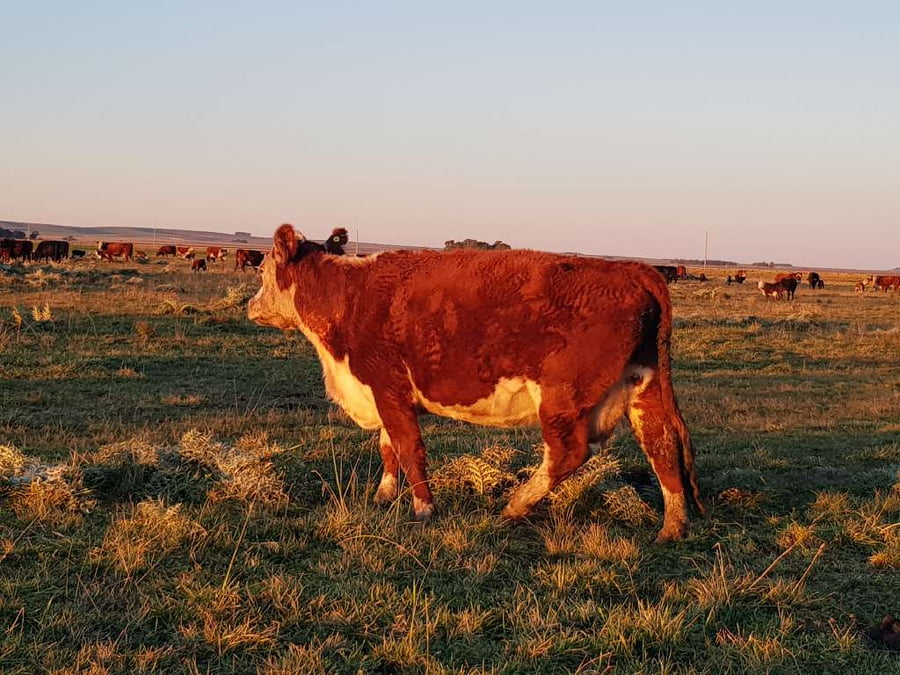 Lote 25 Vacas nuevas en Benito Juárez, Buenos Aires