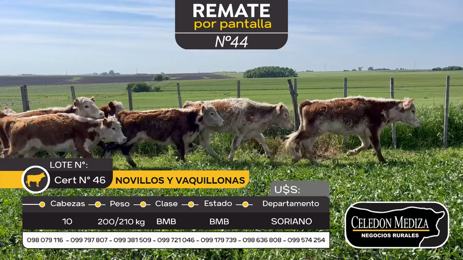 Lote 10 Novillos y vaquillonas 1 a 2 años en Soriano