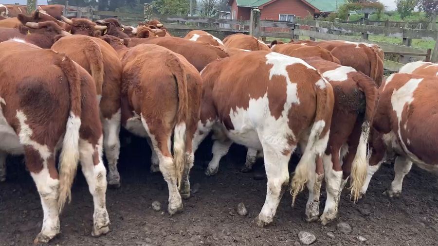 Lote 30 Novillo Engorda en Llanquihue, X Región Los Lagos