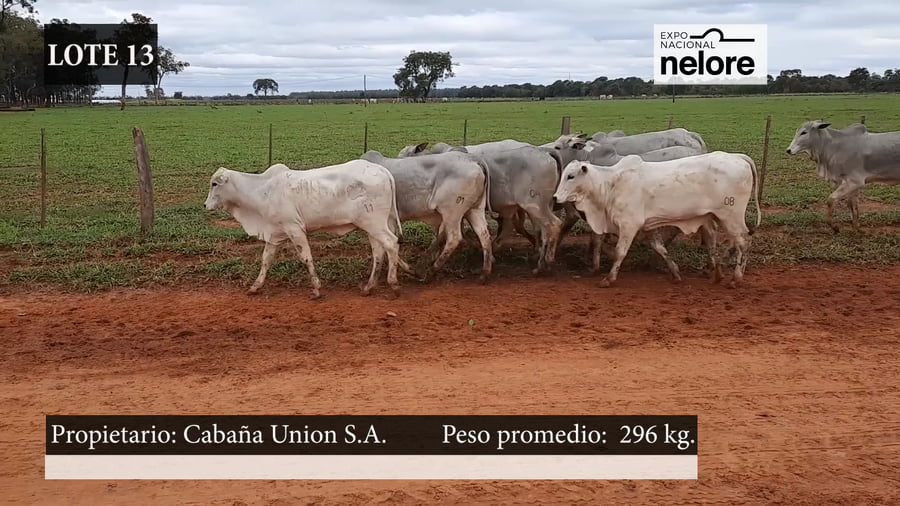 Lote Expo Nacional Terneras - Lote 13