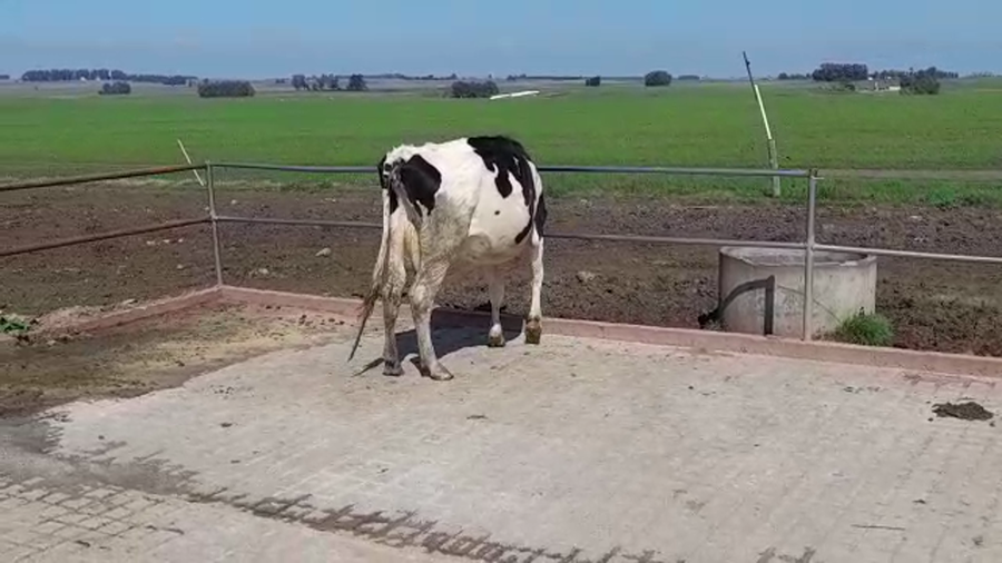 Lote (Vendido)Industria a remate en PANTALLA FEDERICO GARLAND 470kg -  en ISMAEL CORTINAS