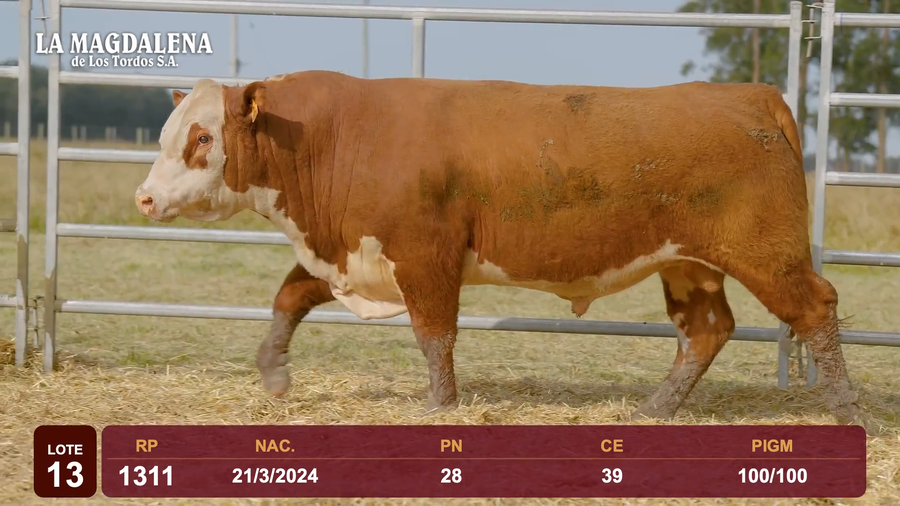 Lote Lote 13 - Hereford