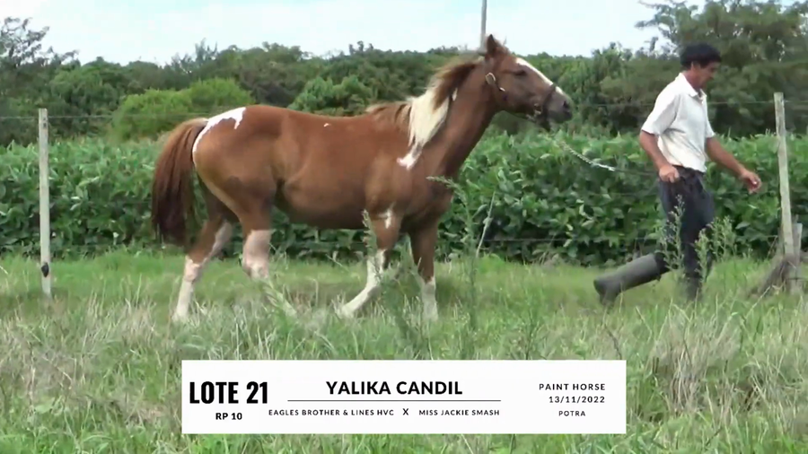 Lote YALIKA CANDIL