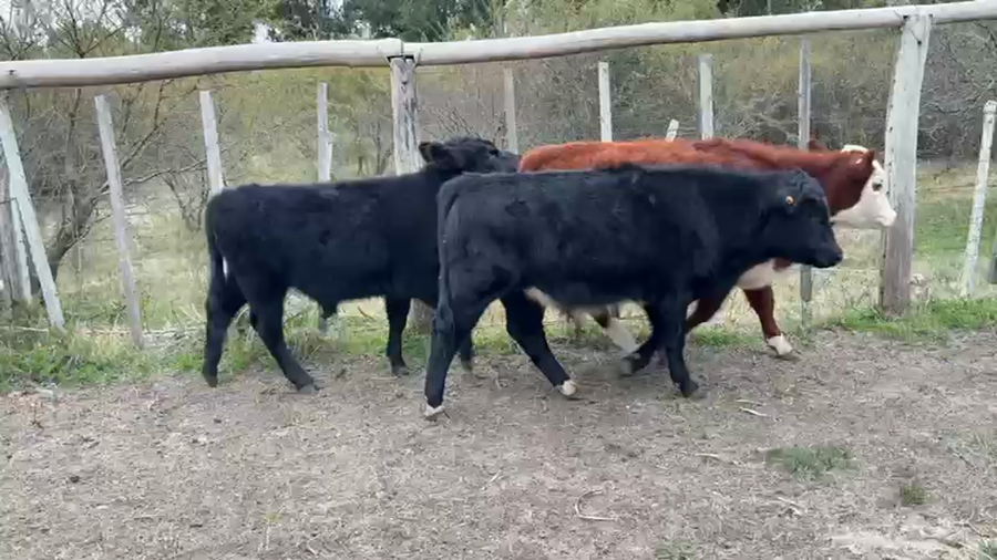 Lote TERNEROS Y TERNERAS