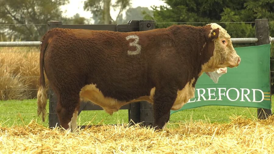 Lote TOROS HEREFORD PURO REGISTRADOS