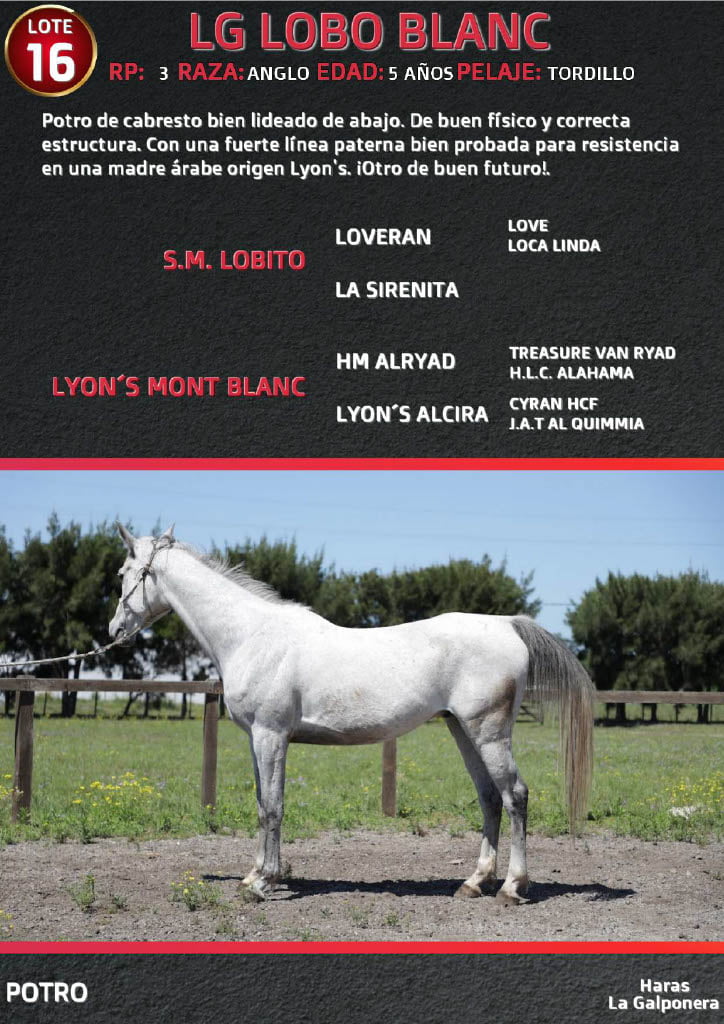 Lote LG LOBO BLANCO