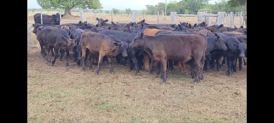 Lote 63 Terneros/as en Villaguay, Entre Ríos