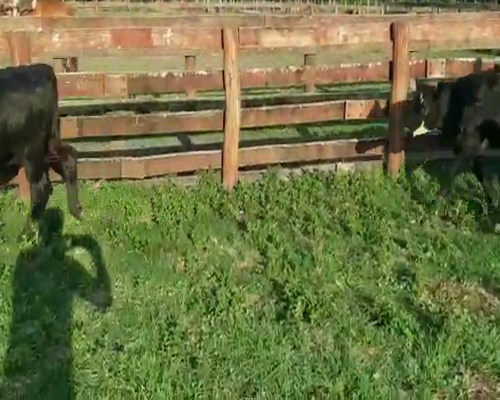 Lote 30 Terneros/as en Villaguay, Entre Ríos