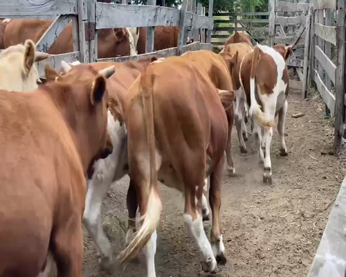 Lote 50 Novillo Engorda en  Litueche, VI  Región O'Higgins