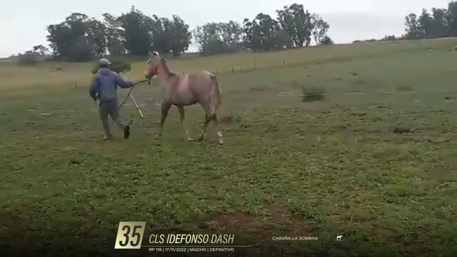 Lote Yeguarizos a remate en 6° Remate Especial de Velocidad, Montevideo