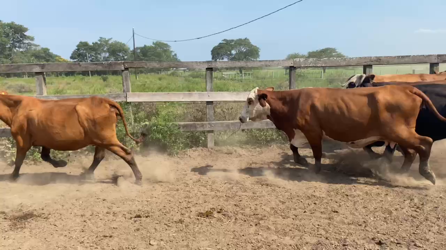 Lote 38 Vacas de invernar en Pto. Eva Perón, Chaco