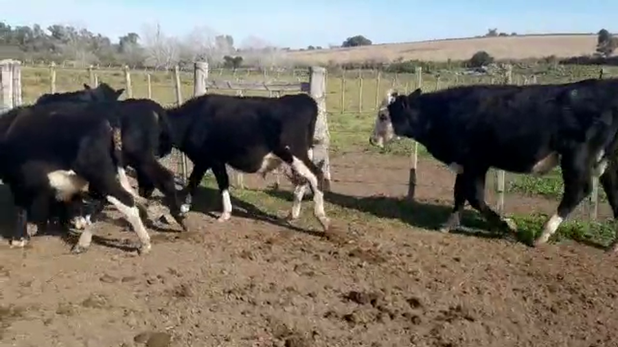 Lote (Vendido)5 Terneros a remate en Pantalla Camy Mayo - Desde La Cuenca 230kg - , San José