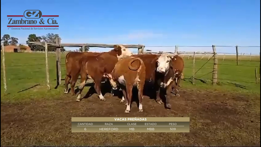 Lote 6 Vientres Preñados a remate en 6º Expo Nacional Hereford 509kg -  en Colonia Lavalleja