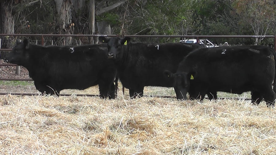 Lote VAQUILLONAS PURAS DE PEDIGREE (c/garantía de preñez o parida)
