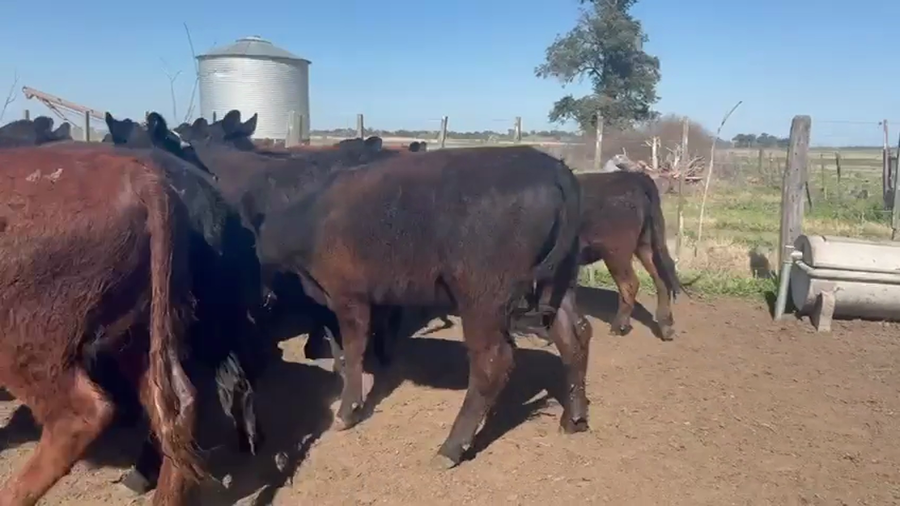 Lote 65 Terneras en Daireaux