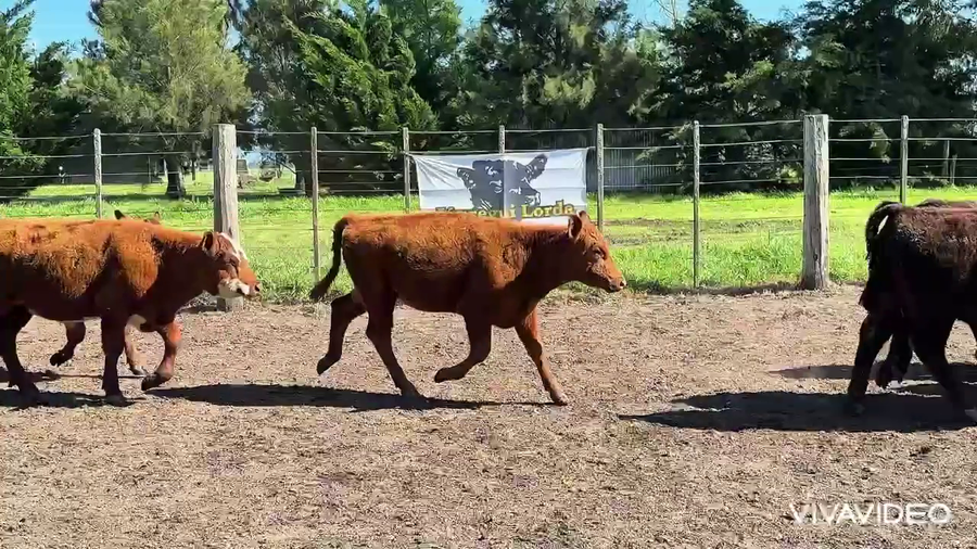 Lote 26 Terneros/as