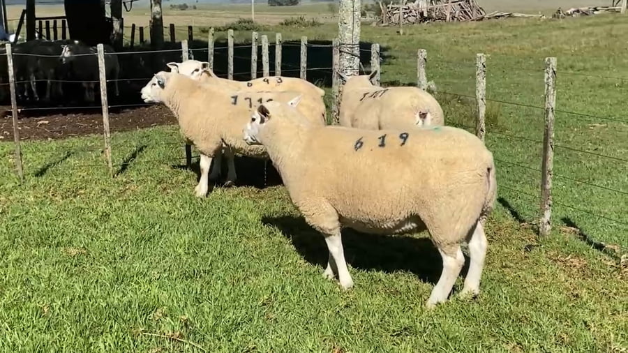 Lote 8 carneros PI y PO