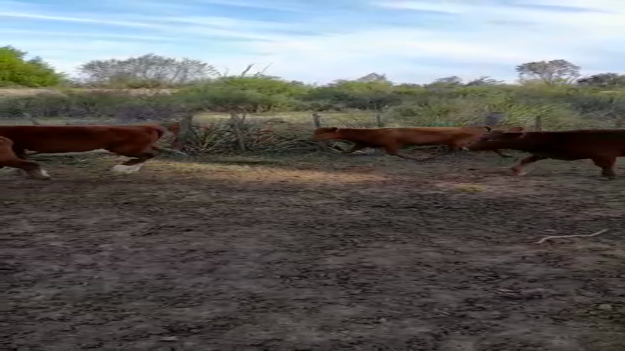 Lote 70 Terneras en Villa Paranacito, Entre Ríos