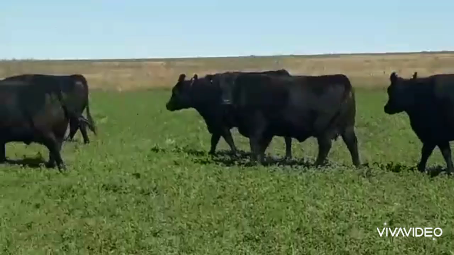 Lote 40 Vaquillonas C/ cria en Guaminí, Buenos Aires