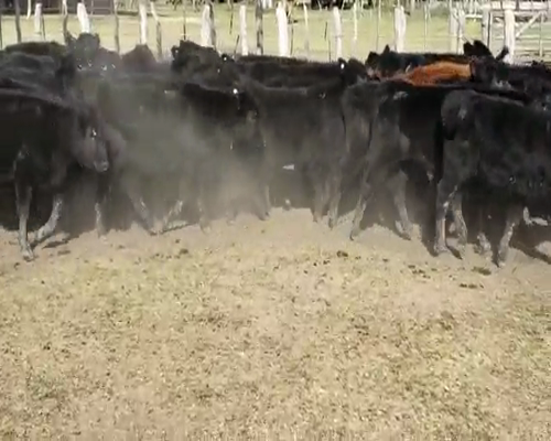 Lote 65 Terneros/as en Villaguay, Entre Ríos