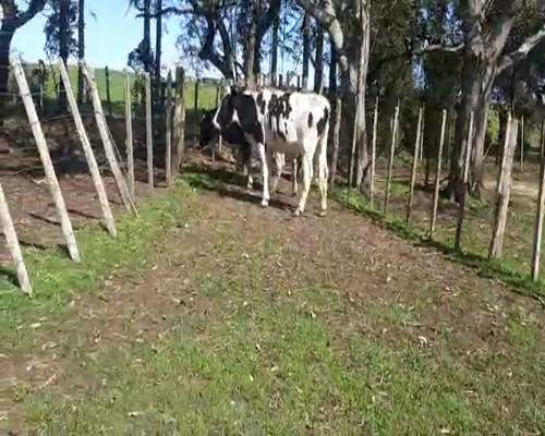Lote 2 Vaquillonas  HOLANDO a remate en Pantalla Aniversario 400kg - , San José