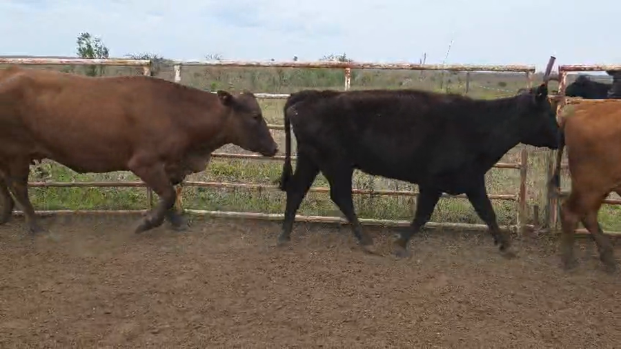 Lote 23 Vacas nuevas preñadas