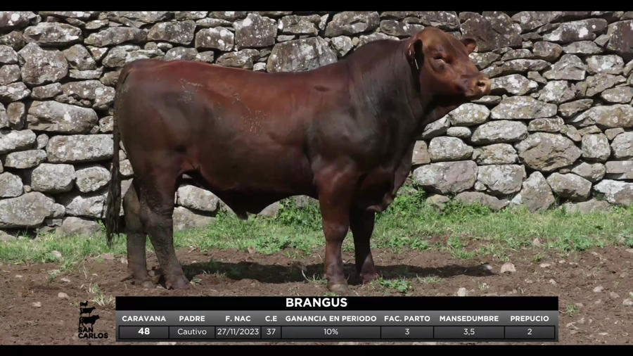 Lote 3 Toros a remate en San Carlos y La Magdalena, Artigas