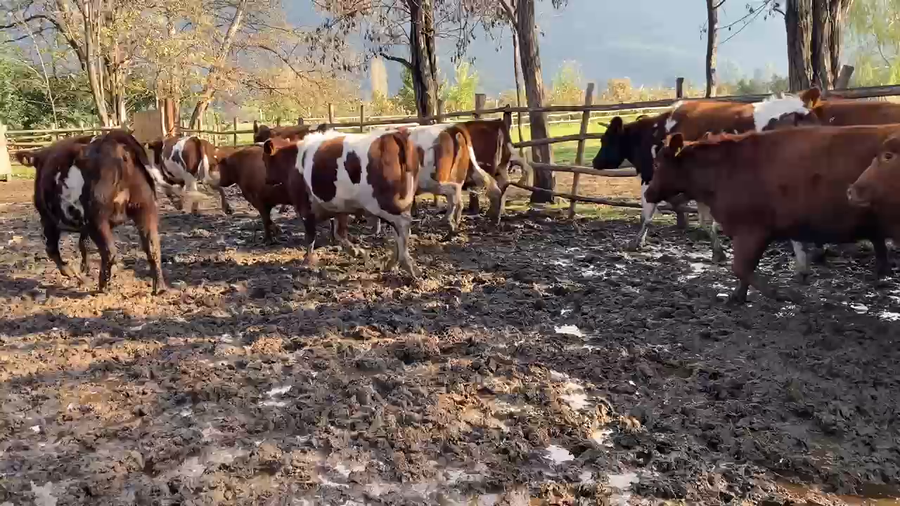 Lote 21 Vaquilla Gorda en Mostazal, VI Región O-Higgins