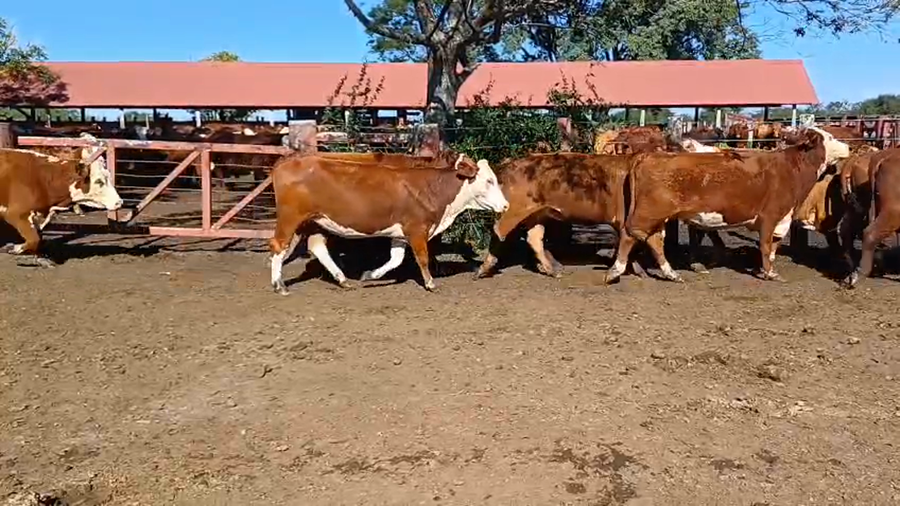 Lote 33 Vacas nuevas Preñadas