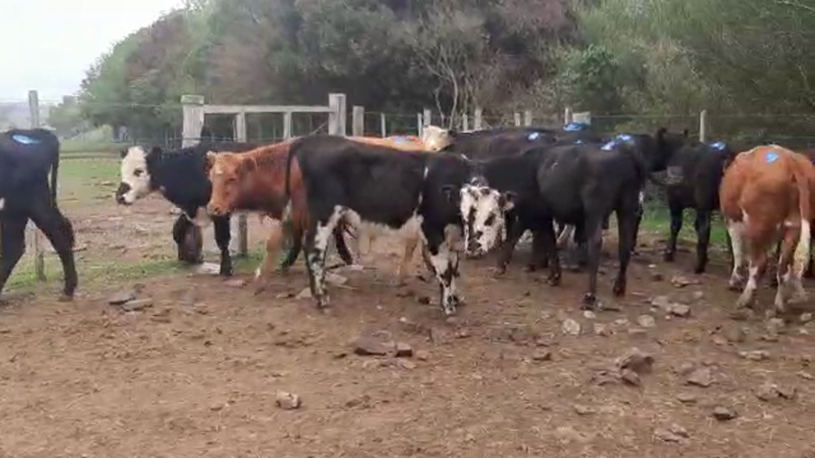 Lote 15 Novillos Cruzas