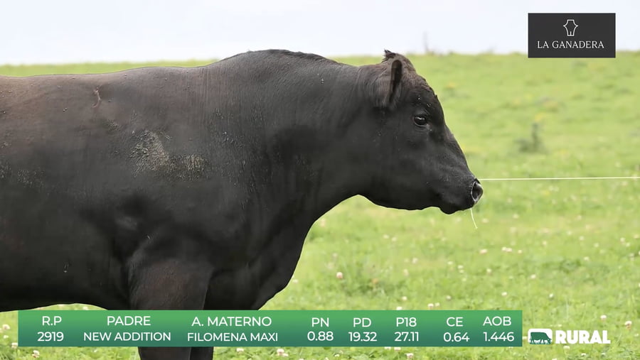 Lote Angus de La Ganadera