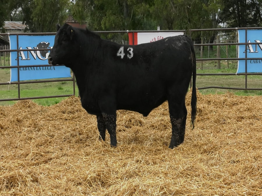 Lote TOROS ANGUS NEGROS PC