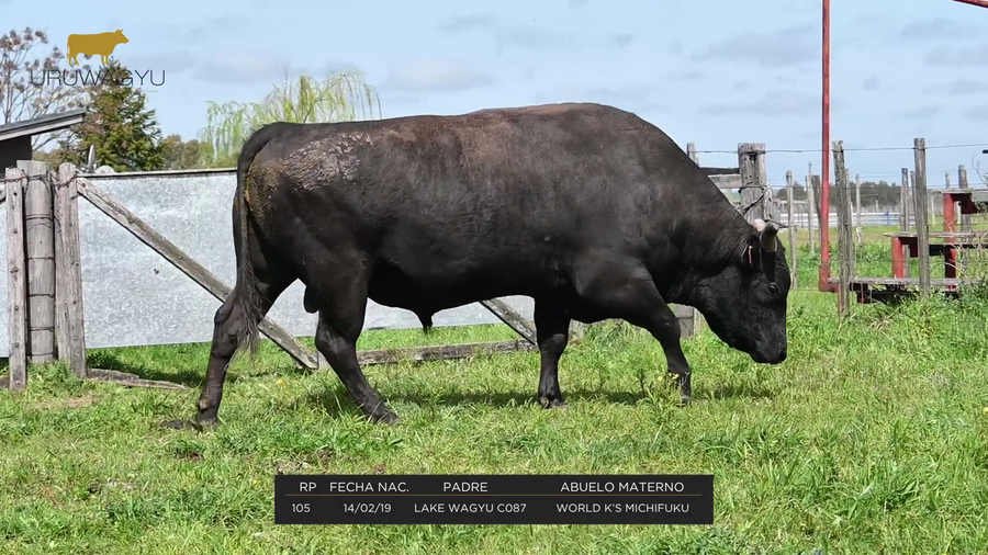 Lote RP 105 - Pajuelas de semen